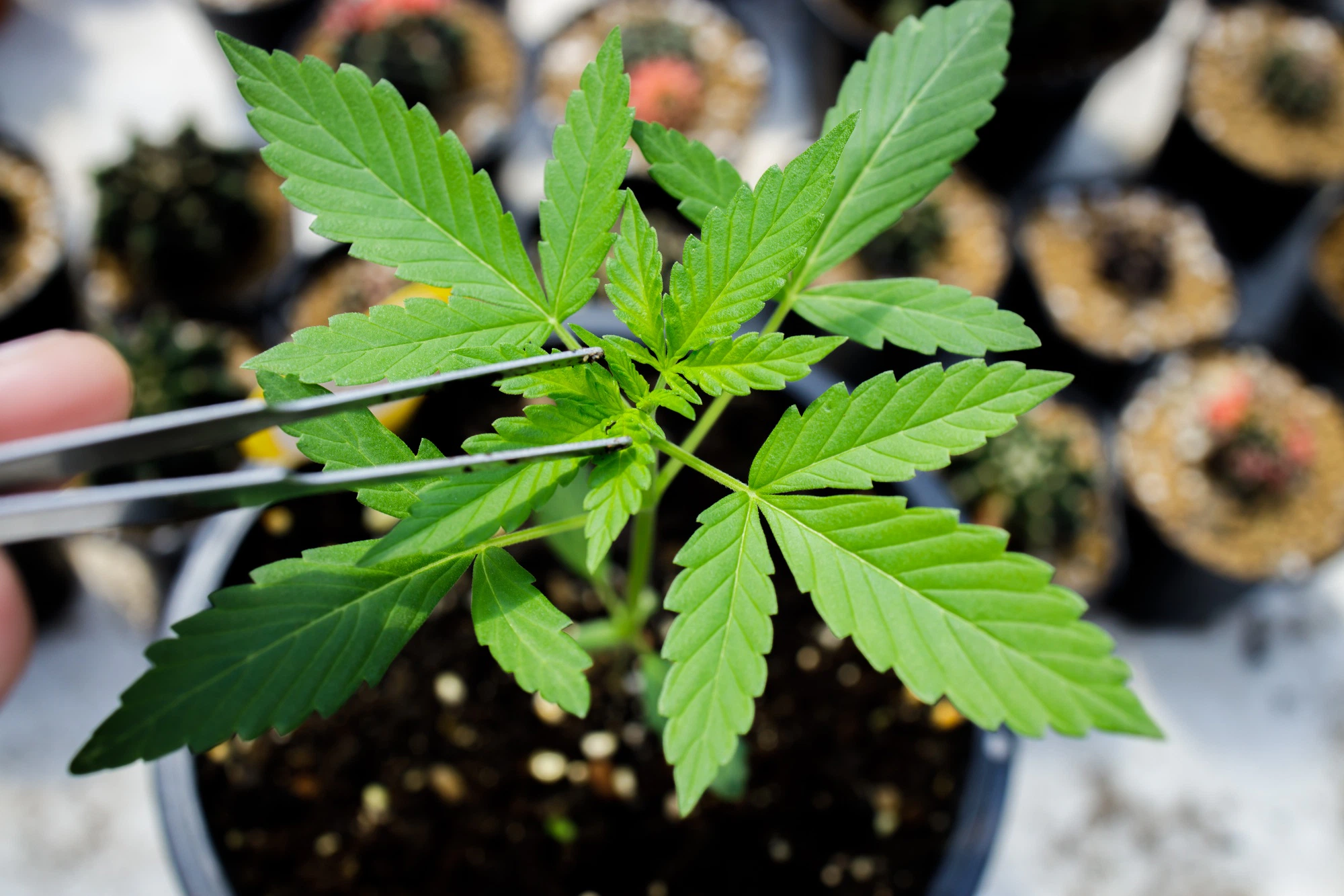 Cannabis marijuana flower from seed